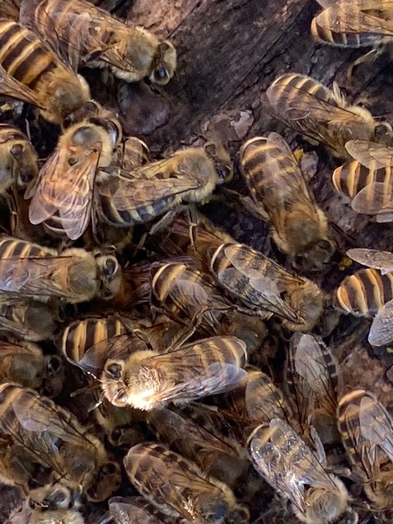 はちみつ　日本蜜蜂のハチミツ　奥山の奥の蜂蜜