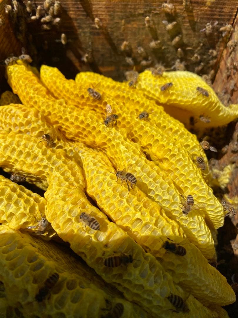 はちみつ　日本蜜蜂のハチミツ　奥山の奥の蜂蜜