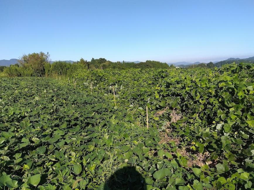 江子サツマイモアヤ紫２０ｋｇ＾～2