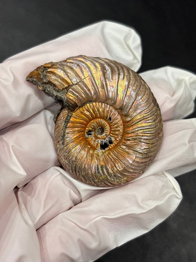 化石　クエンステッドセラス　アンモナイト