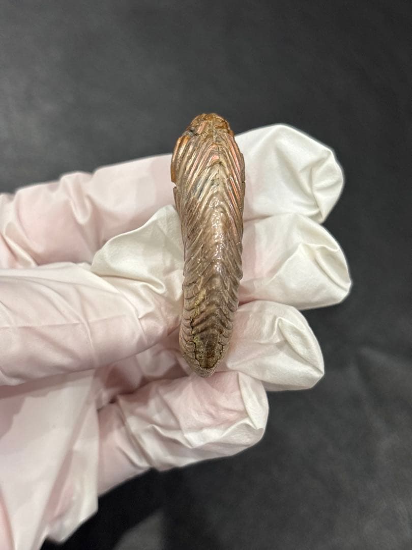 化石　クエンステッドセラス　アンモナイト