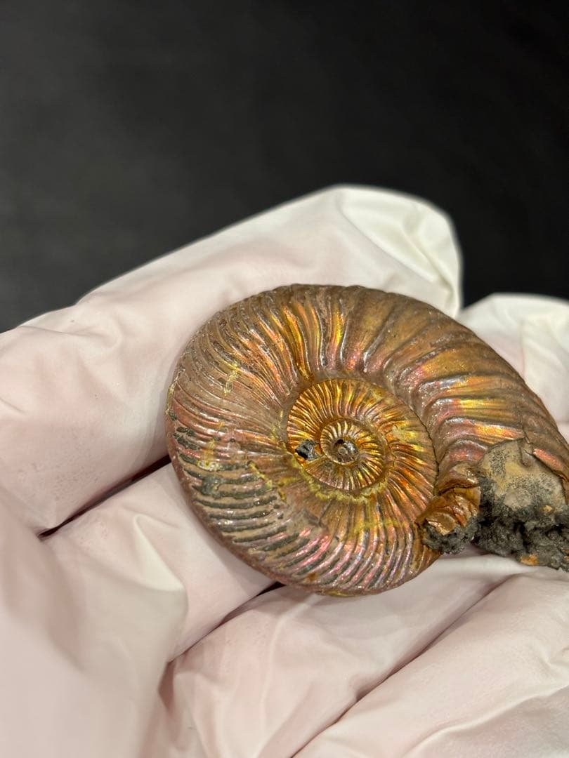 化石　クエンステッドセラス　アンモナイト