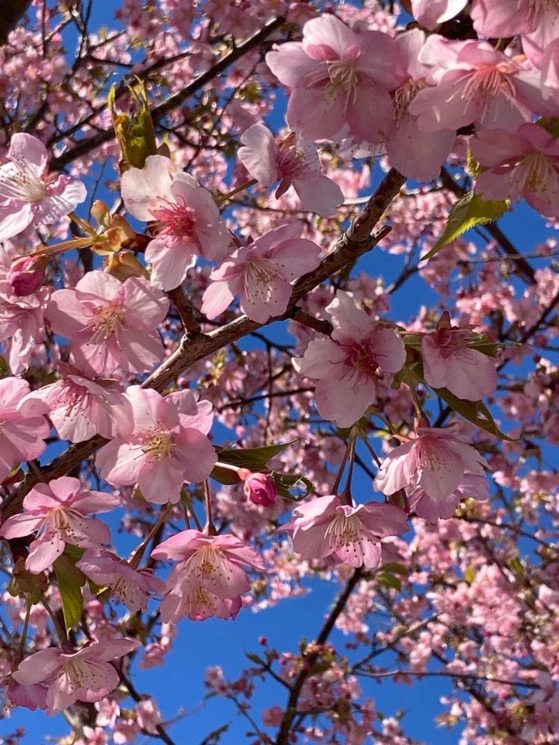 伊豆産 国産 非加熱 サクラ蜜4本と夏の百花蜜 １本　300g×５本セット