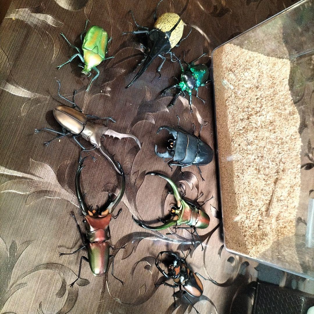 昆虫大図鑑、エラフスホソアカクワガタ、ギラファ等、ヘラクレスオオカブト