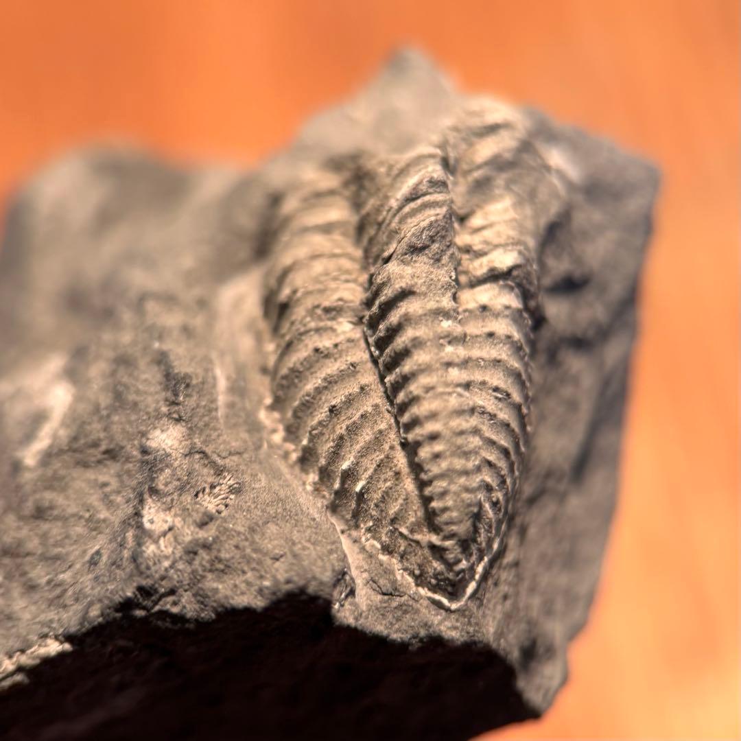 三葉虫 化石 Piltonia kuehnei