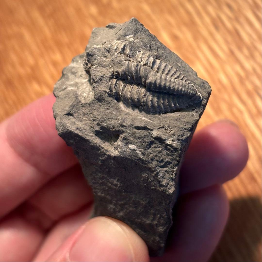 三葉虫 化石 Piltonia kuehnei