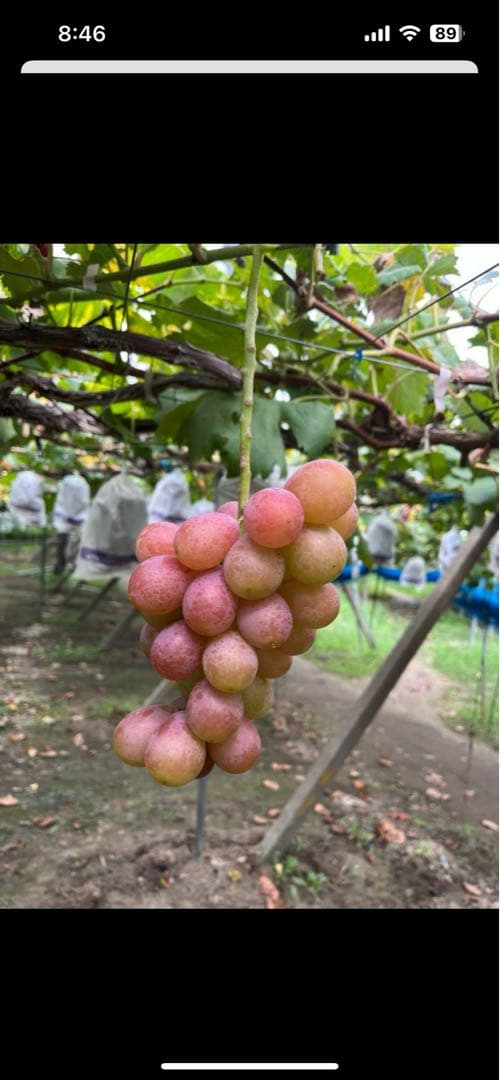 クインニーナ計5キロ