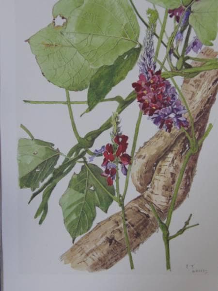 小磯良平、くず、高級薬用植物画、版上サイン入り、新品額付