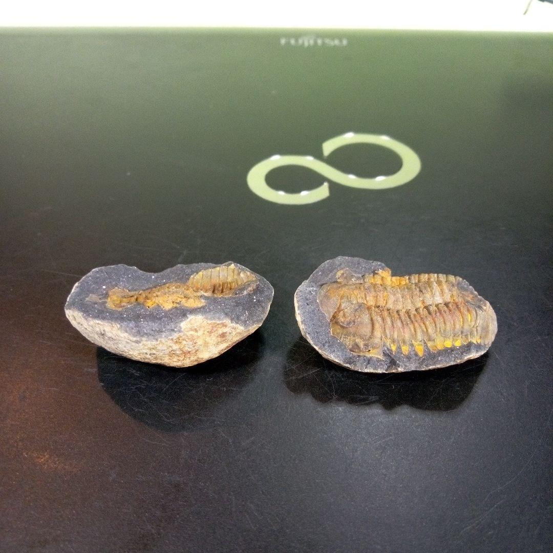 三葉虫　化石　fossil　ボリビア産　trilobite　ノジュール管理⑦