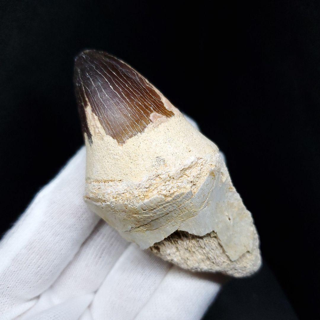 美品 歯根付き モササウルス 化石 歯 本物 モロッコ産 80mm  mos82