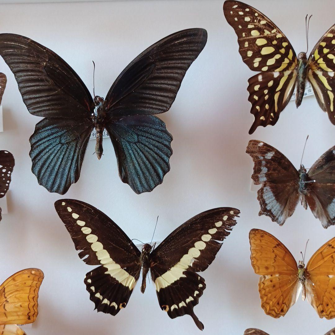蝶標本　タイ　サムイ島産24頭 +ドイツ箱中型