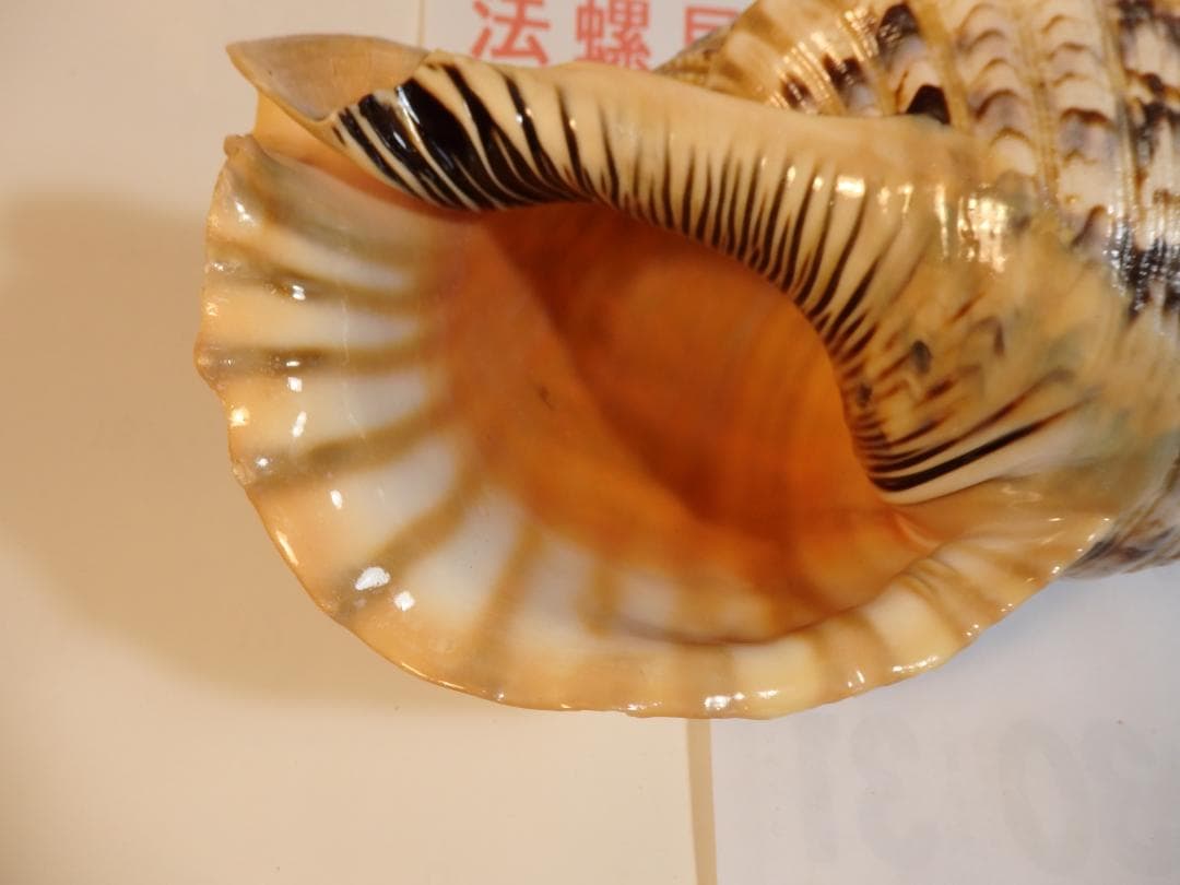 法螺貝 約38㎝ 木製歌口,新品 MH-477