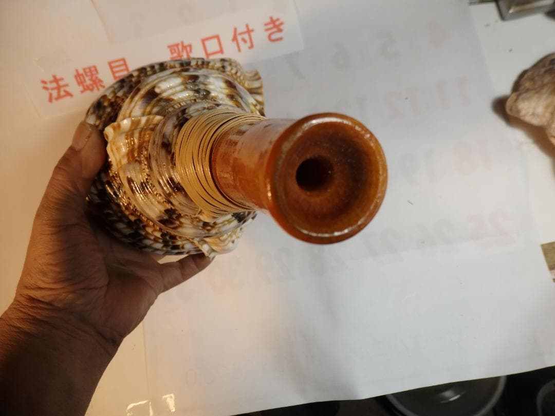 法螺貝 約38㎝ 木製歌口,新品 MH-477