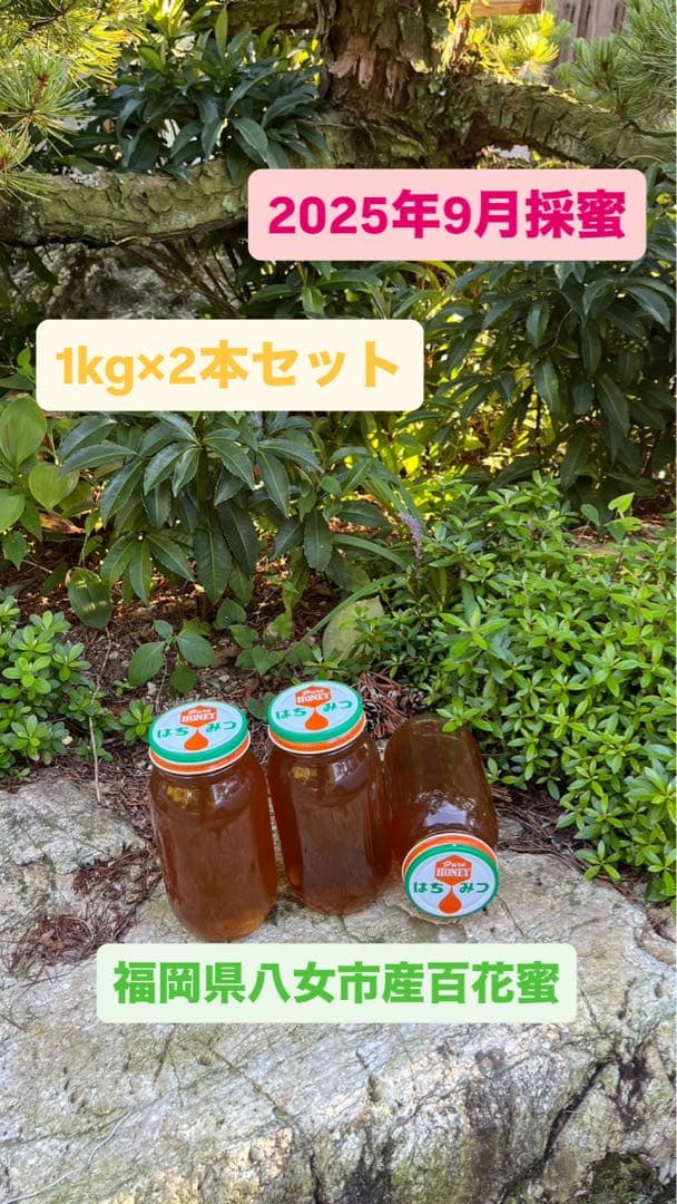 残り6kg/日本蜜蜂ハチミツ/百花蜜/1kg×2本/【最終値下げ】