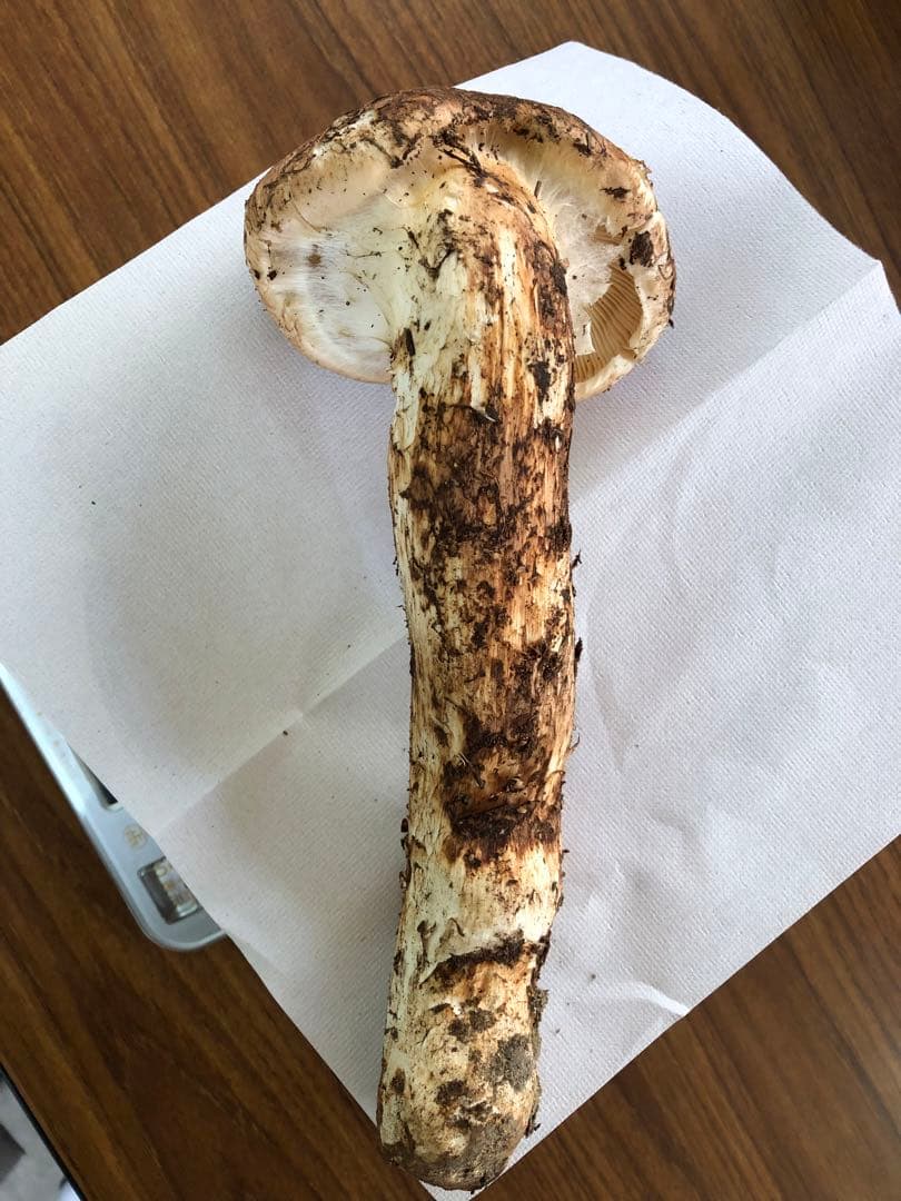 岩手県産　上物天然松茸（180.5g）