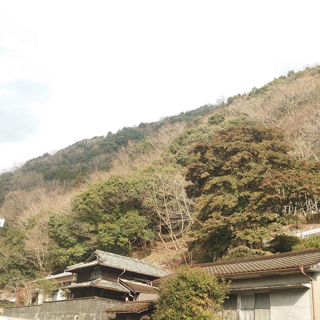 日本蜜蜂のはちみつ　蜂蜜　結晶化　百花蜜　ニホンミツバチ　国産　非加熱　無添加