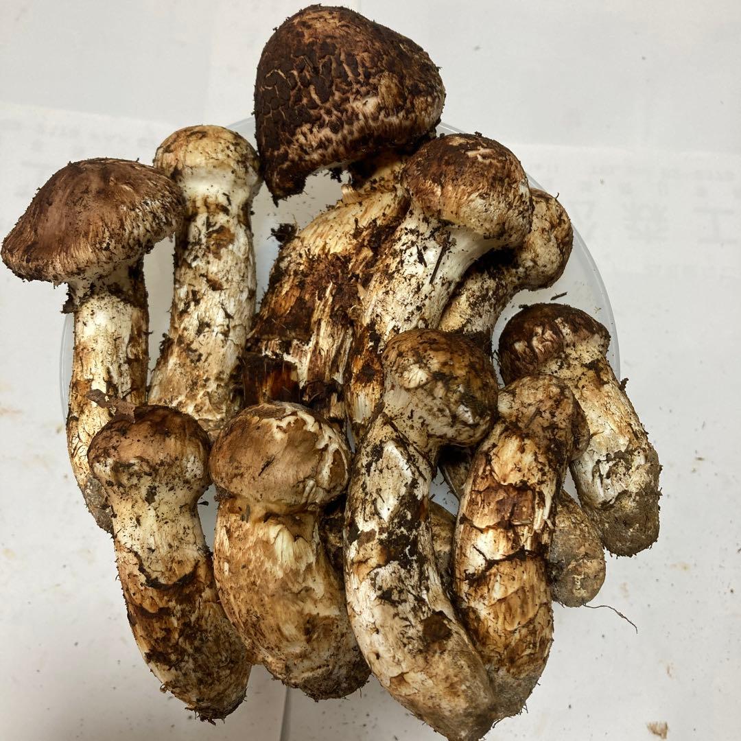 岩手県産　松茸　410g