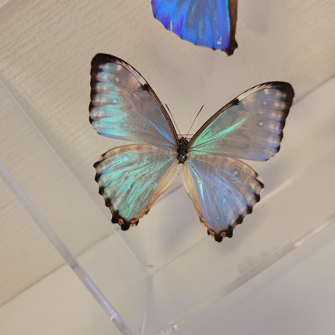 蝶の標本　モルフォの世界(特特1)