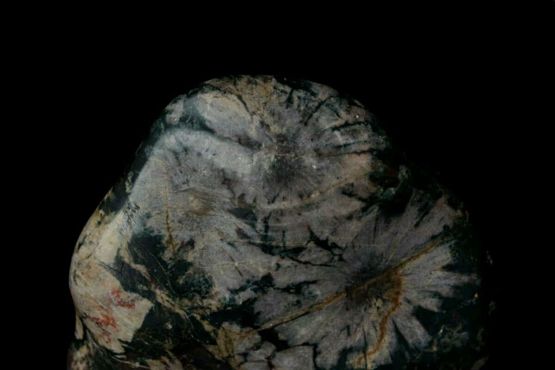 【希少・美石】菊花石 菊紋石 白菊 802g 天然石 水石 盆石 盆景 鉱物