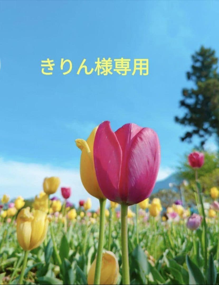 アスタリール　１８本セット