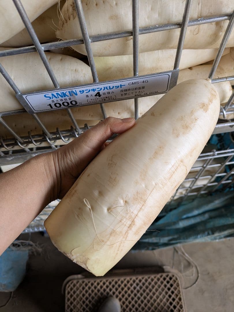 規格外 大根 100kg