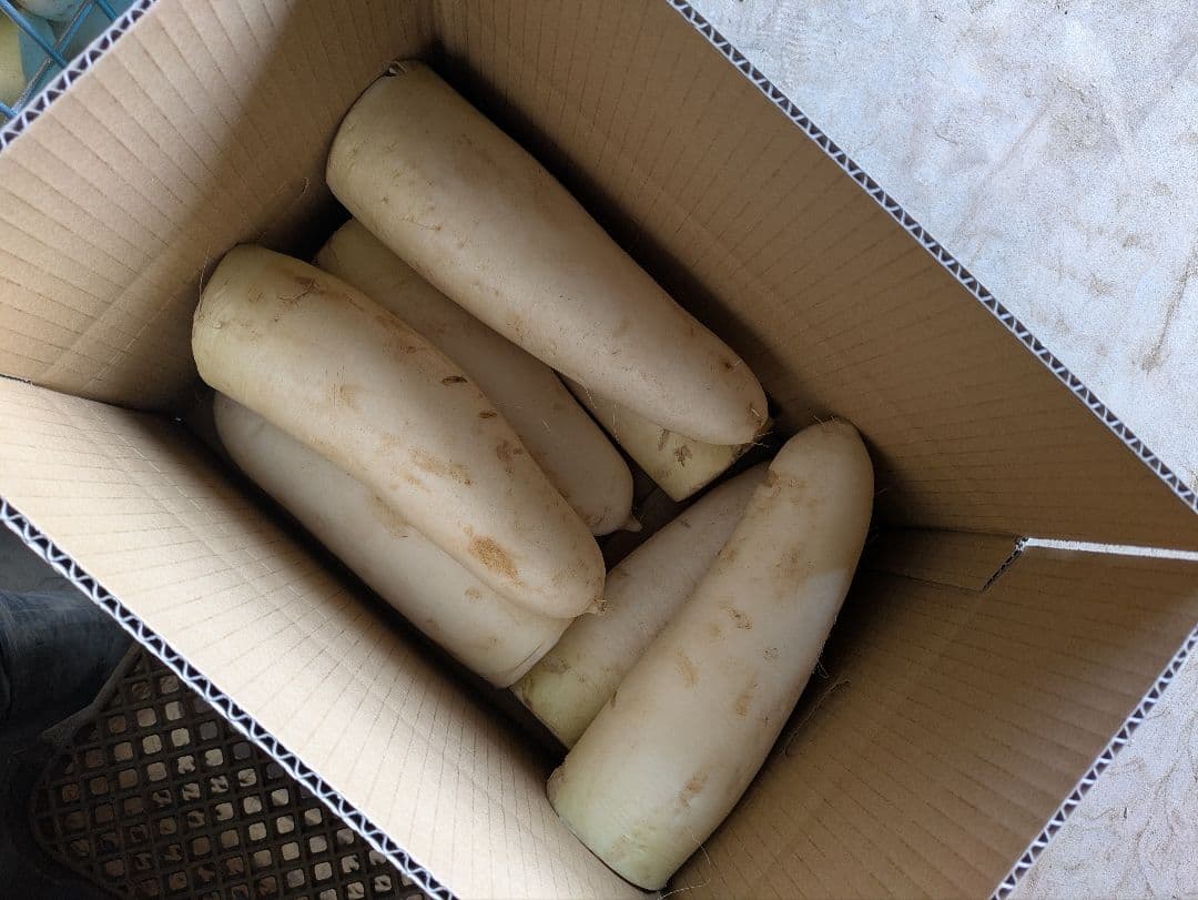 規格外 大根 100kg