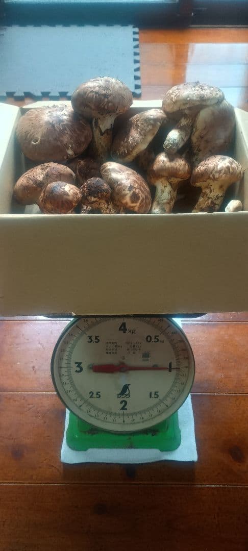 松茸 １㌔　岐阜県産