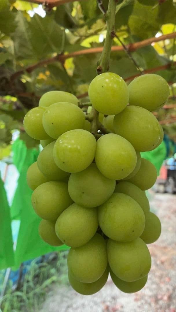 ⑦岡山県産シャインマスカット4kg