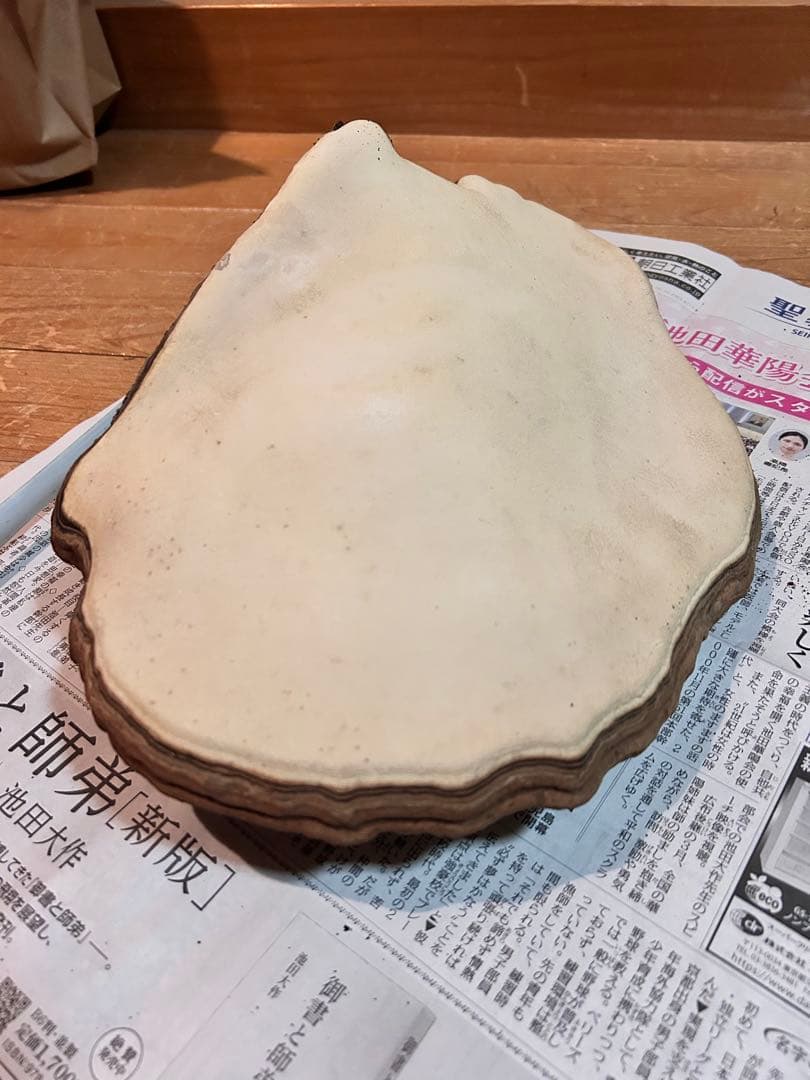 サルノコシカケ