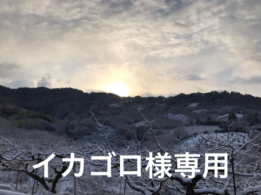 イカゴロ　和田果樹園の果物　10kg