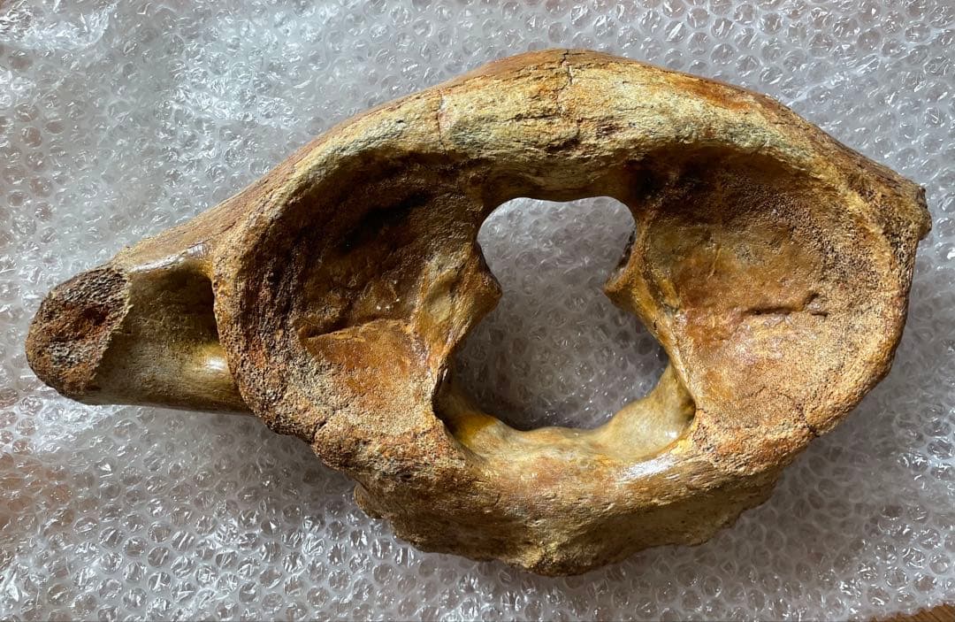 【セール】マンモスの環椎　化石　特大