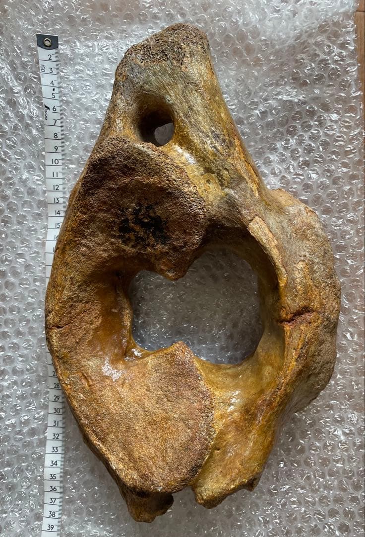 【セール】マンモスの環椎　化石　特大