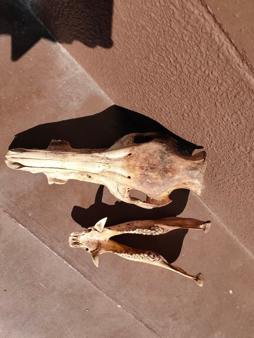 【値下げ中！】イノシシの頭骨【牙付き】