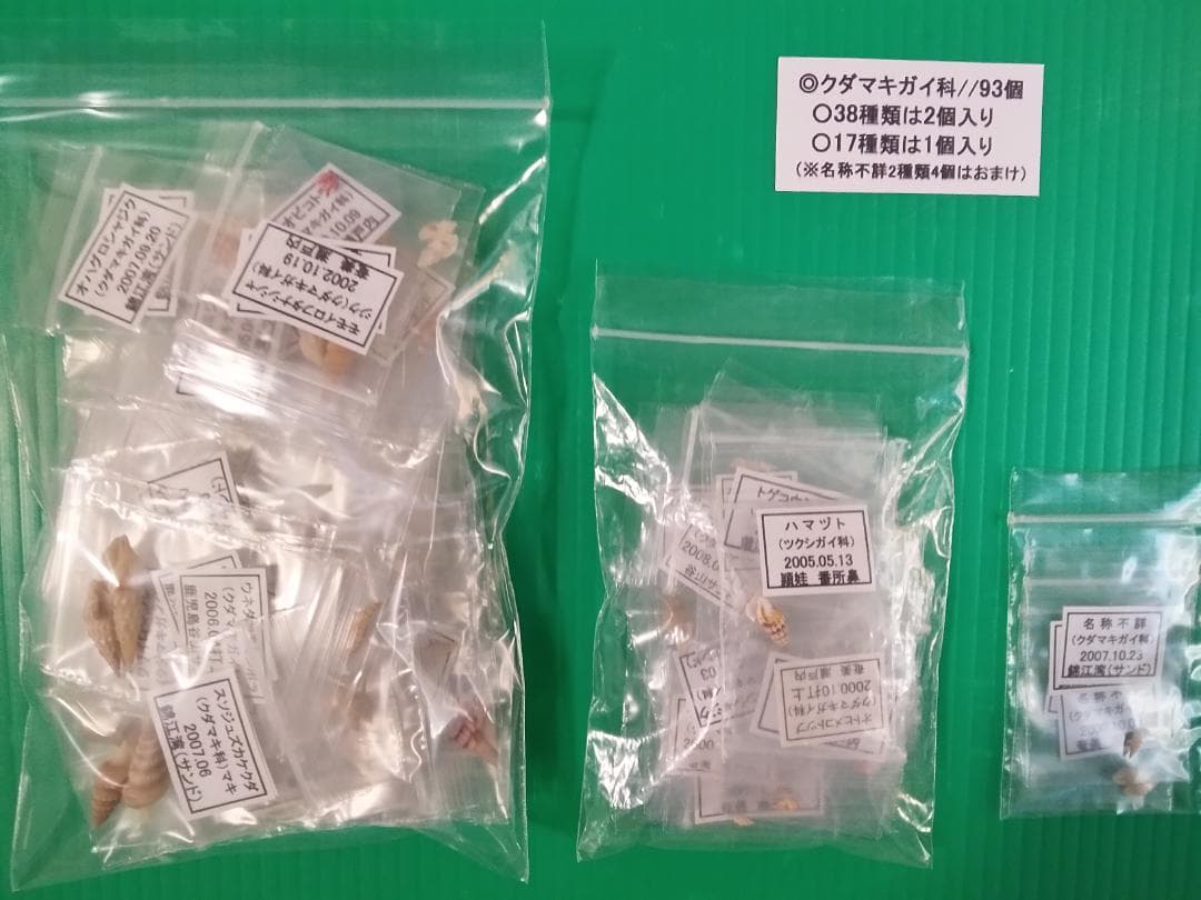 【ケーキ】クダマキガイ科・カメガイ科・ツクシガイ科全１２４個