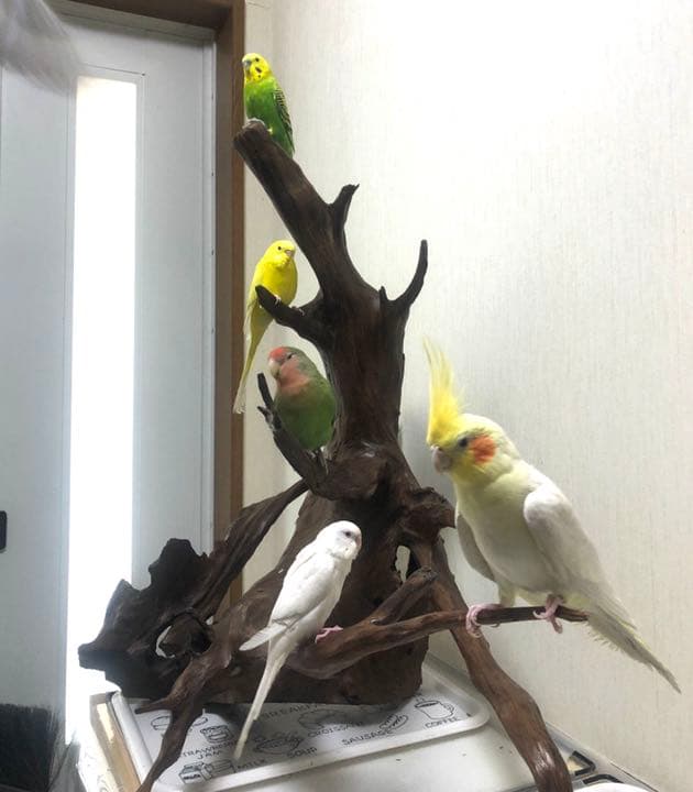 【No11】　置き物　小鳥用品　とまり木　バードアスレチック　オブジェ