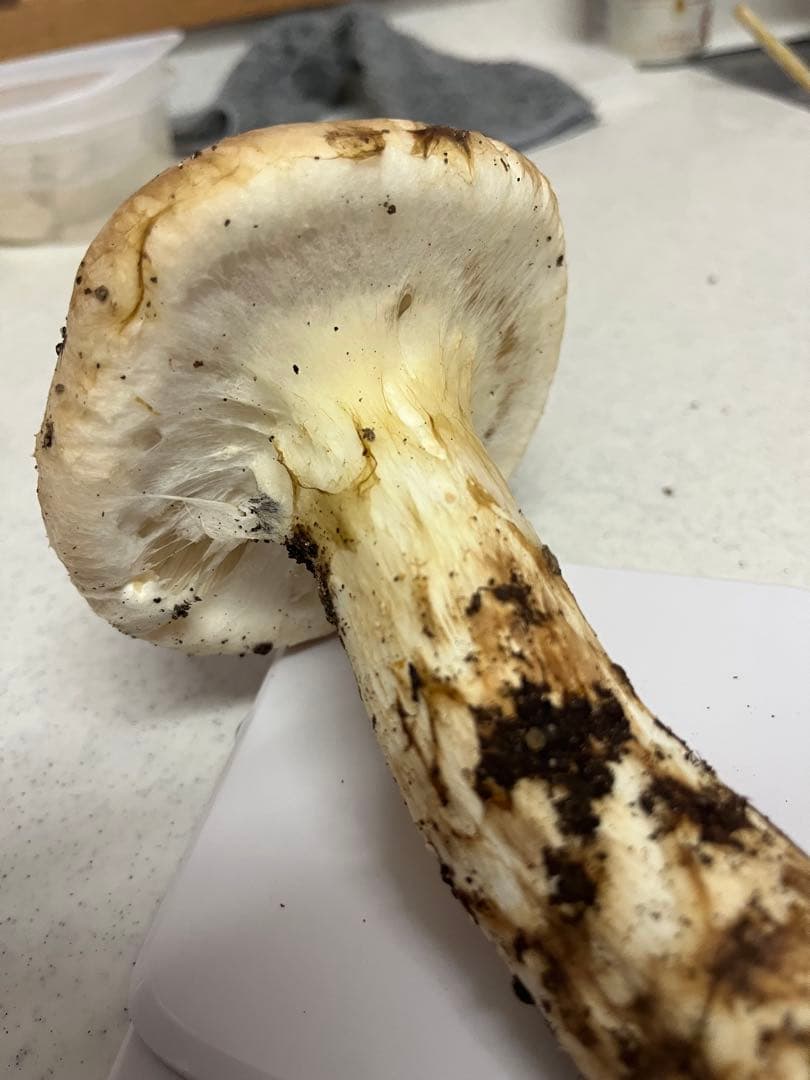 南信州産　松茸　本日朝どれ　149g