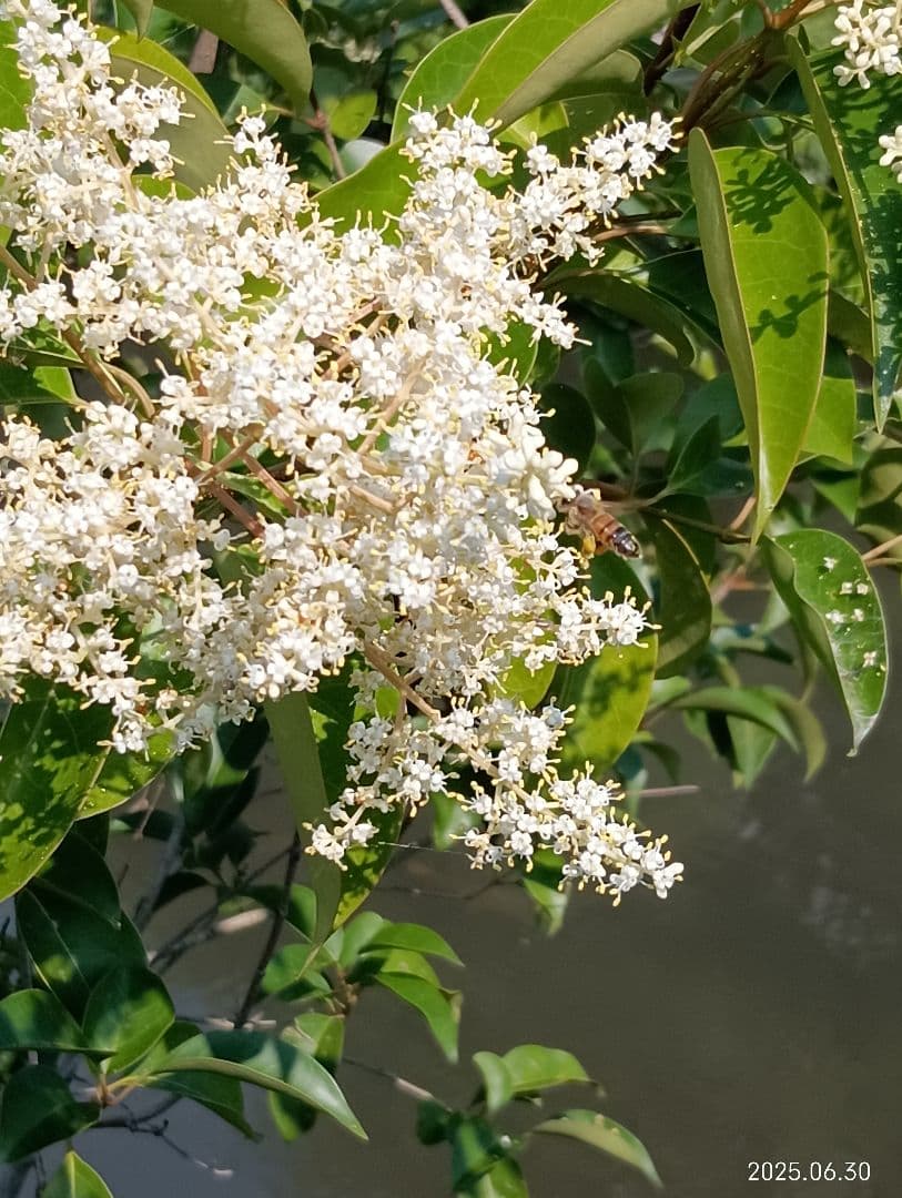 ニホンミツバチの百花蜜　天然 はちみつ 　1150グラム　2本セット