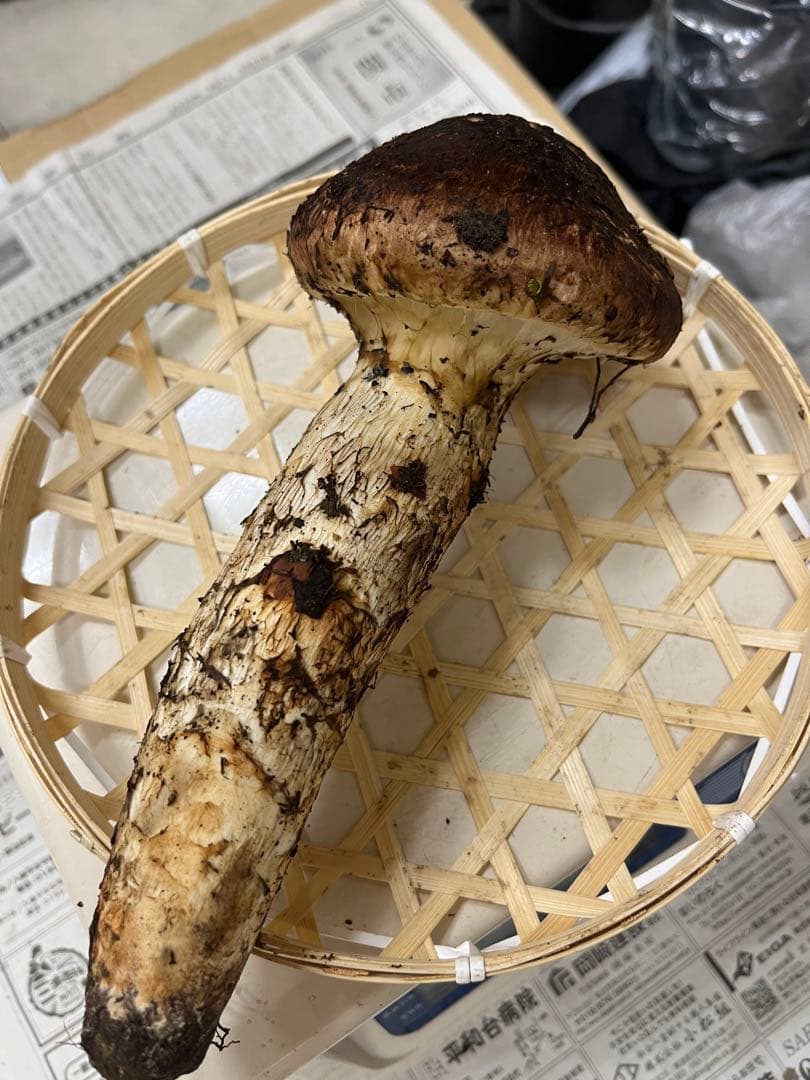岩手県産松茸　大蕾