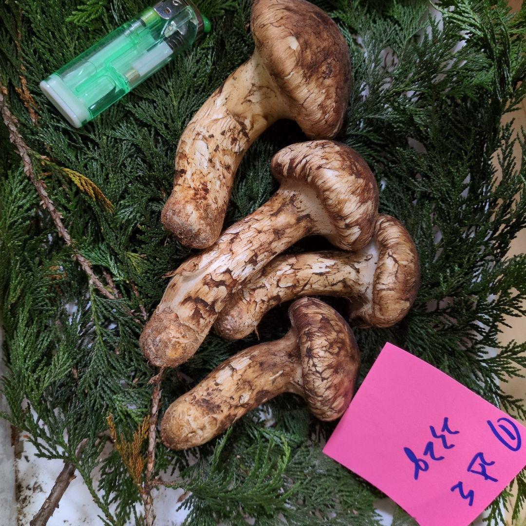 和歌山松茸　新鮮朝市　込み込み　232㌘