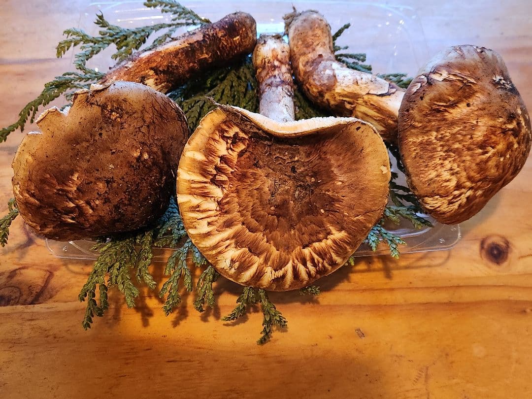 北海道産松茸　409g