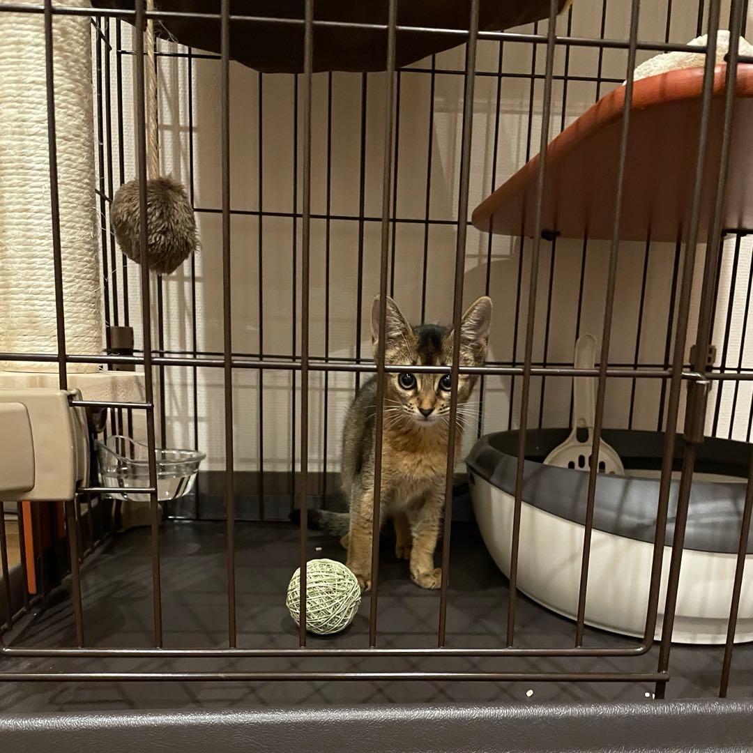 ボンビアルコン(Bonbi) ウッドワンサークル・キャットミニ