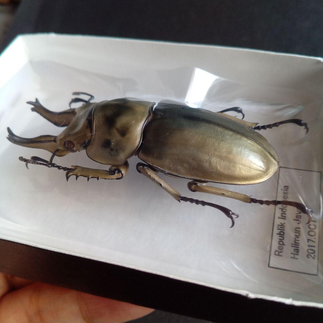 昆虫標本　ジャワオウゴンオニクワガタ 美麗標本　希少種