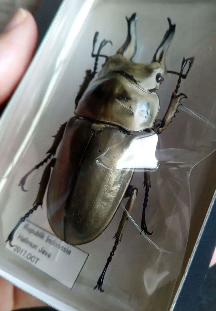 昆虫標本　ジャワオウゴンオニクワガタ 美麗標本　希少種