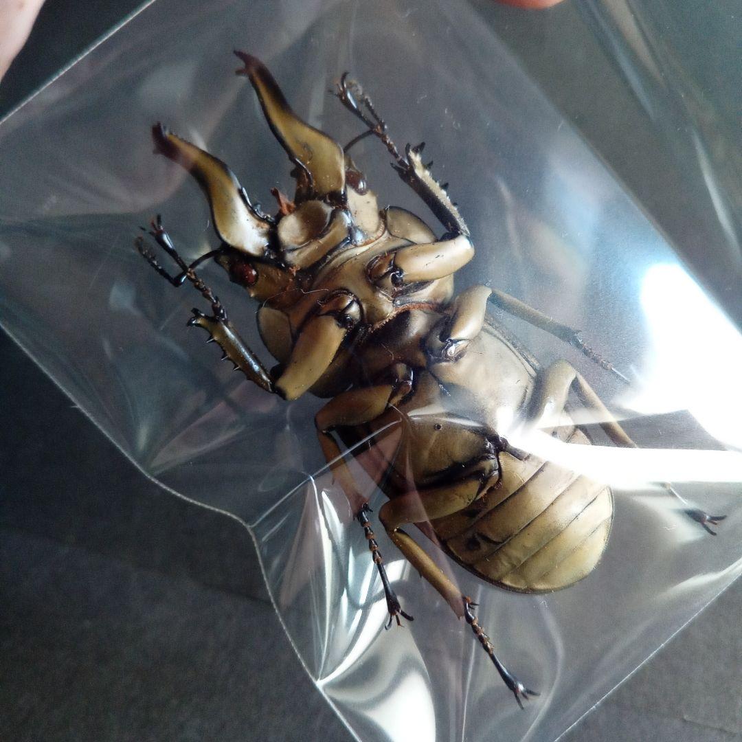 昆虫標本　ジャワオウゴンオニクワガタ 美麗標本　希少種