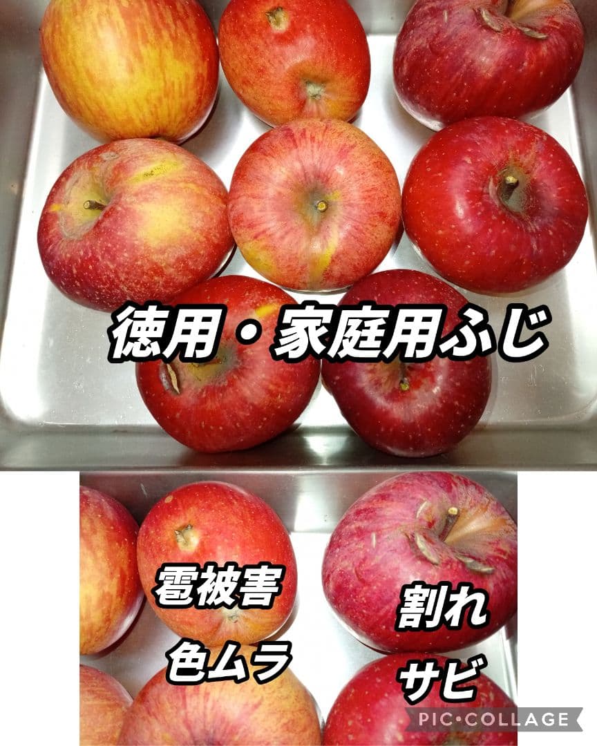 【糖度20度超】信州高山村の小玉フジ12キロシャキシャキ、ジューシーなりんご