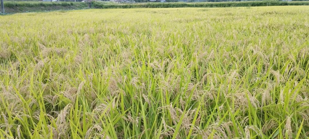ひとめぼれ　精米10㎏　7年産　宮城県　柿渋袋　送料込　農家直送　米　10キロ