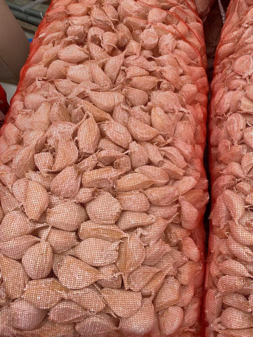 体*園様 青森県にんにくタネ10Kg 消毒