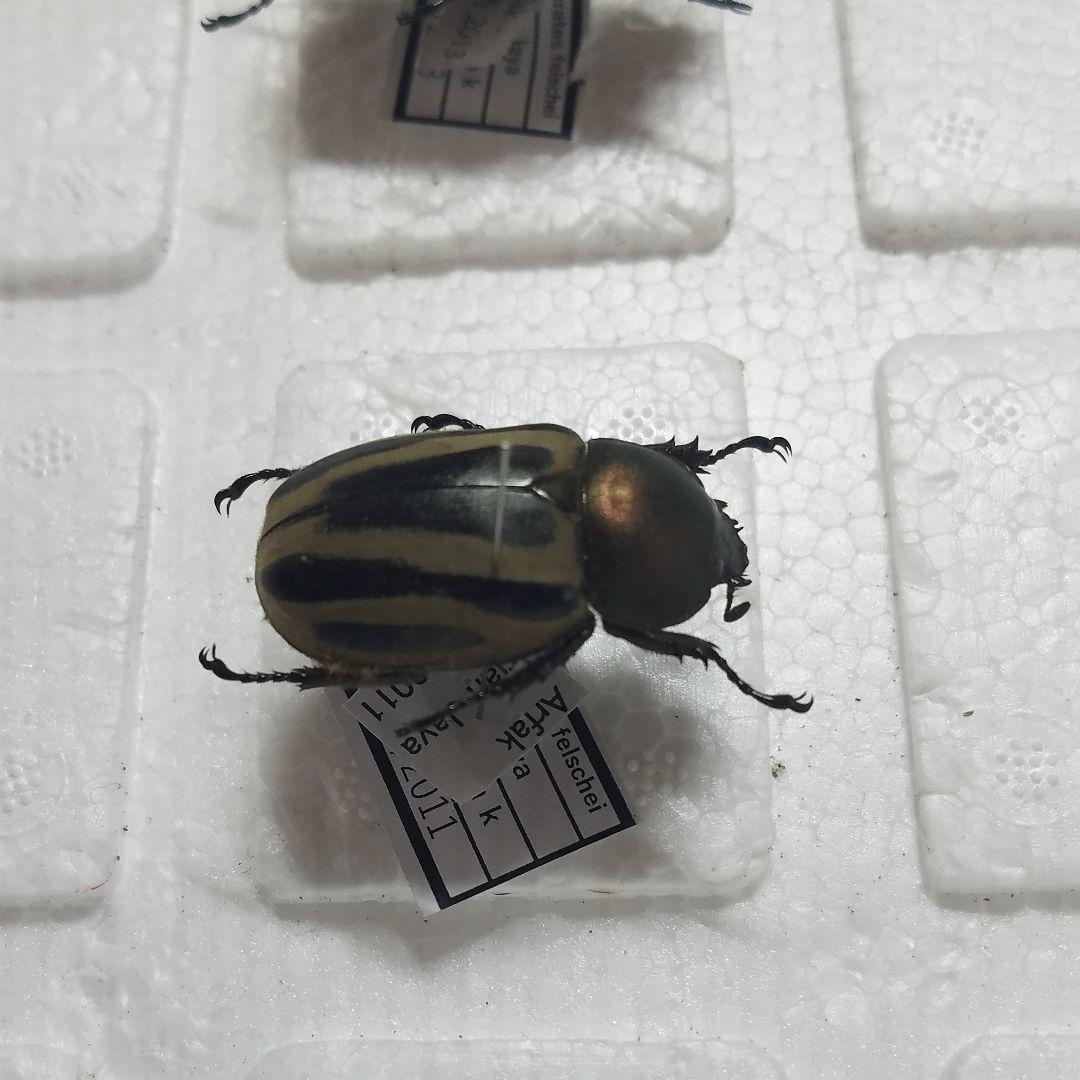 コレクションシリーズセスジタカネミナミ-3