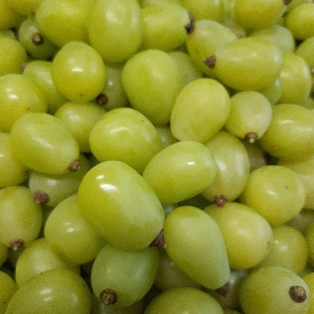 完熟多め入り粒5キロパック入り