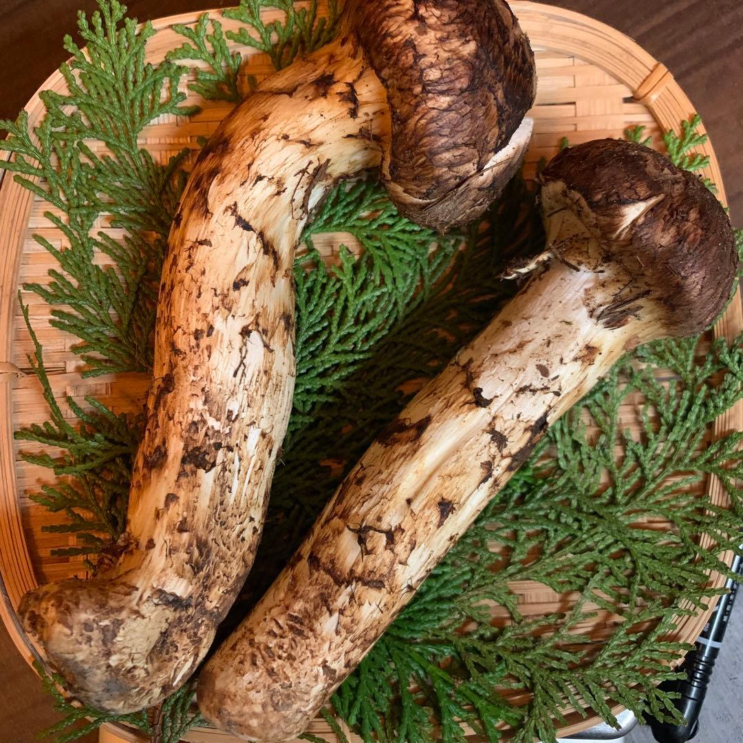 ②【岩手県産天然松茸】収穫最終　国産本場　つぼみ採れたて　産地直送179g 良質